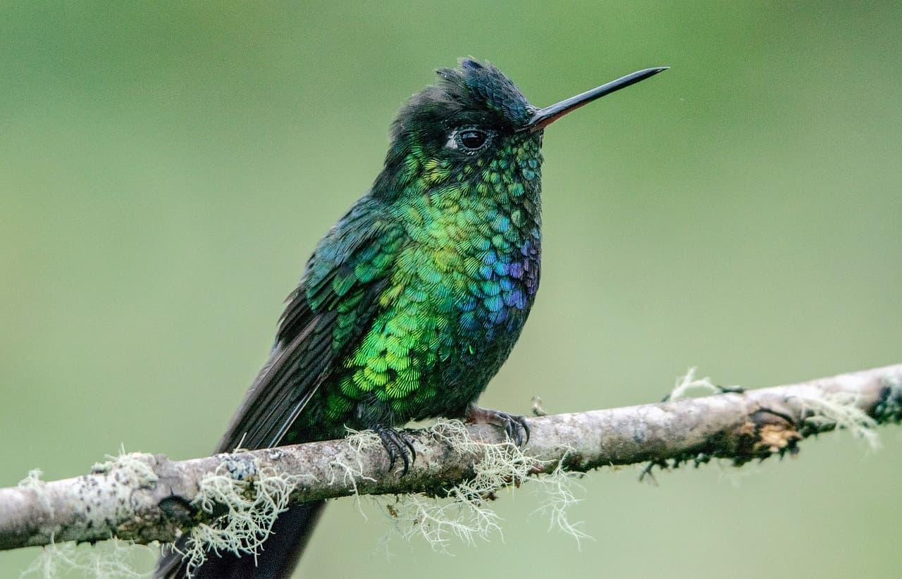 The Secret of Hummingbirds’ Incredible Agility Finally Revealed