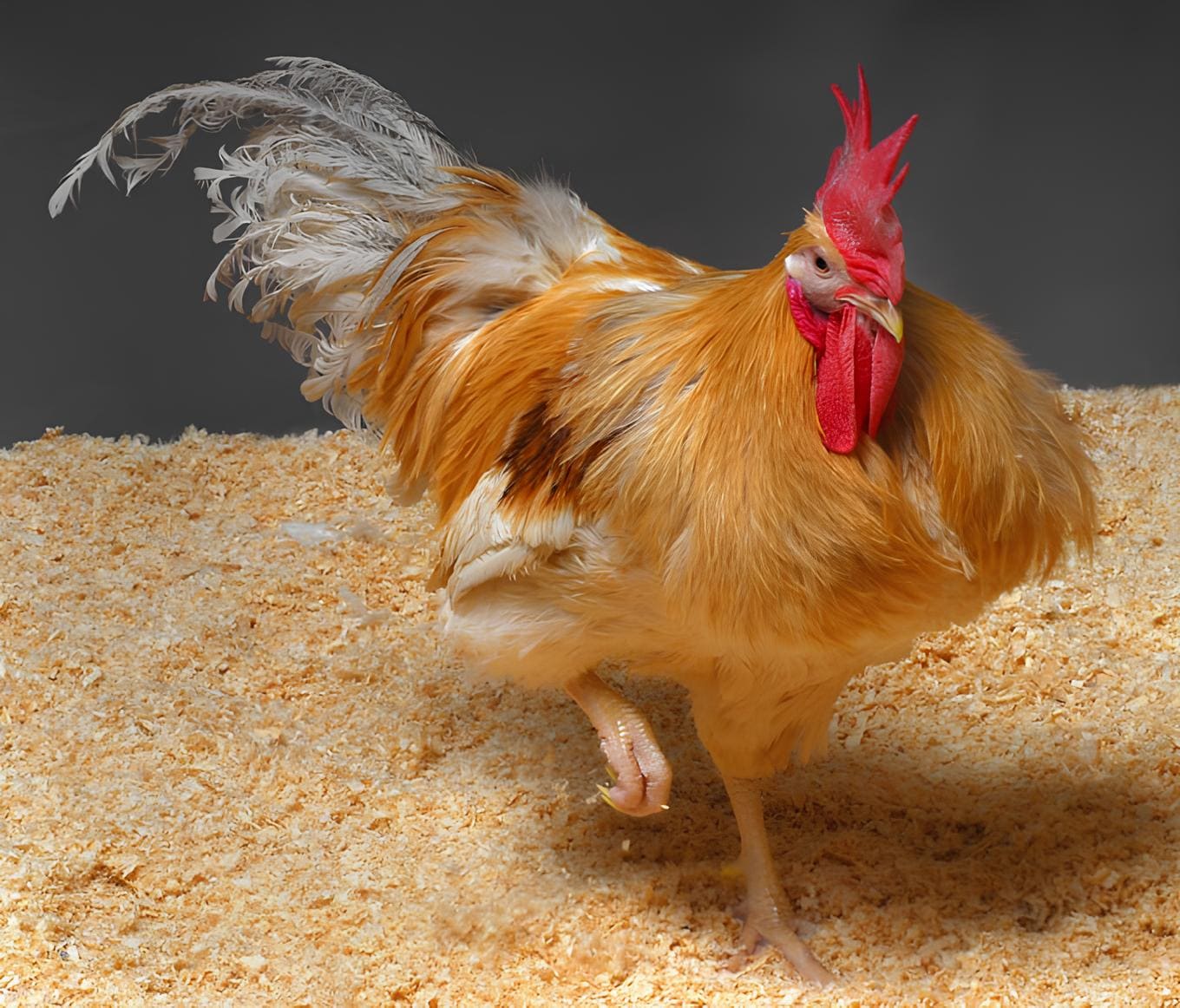 Modified Chickens Can’t Transmit Bird Flu