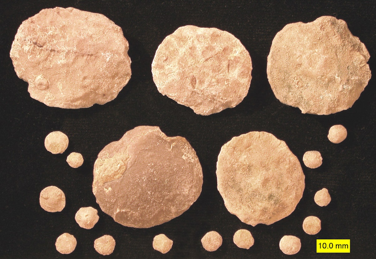 Nummulitid foraminiferans from the Eocene near Al Ain, United Arab Emirates.
