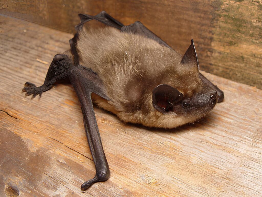 Bats Discovered to Have Sex in a Way That’s Similar to Birds