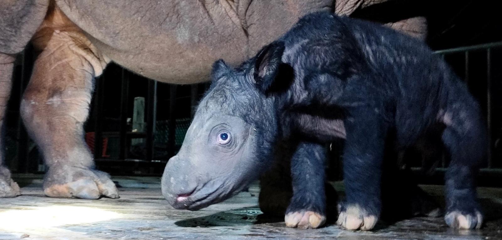 Critically Endangered Sumatran Rhino Born in Indonesia