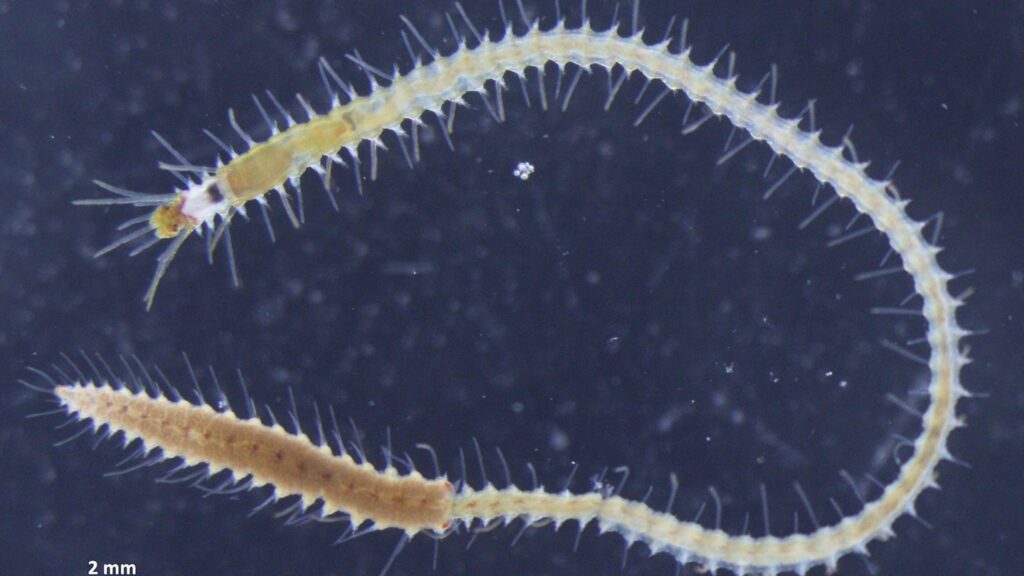 Worm’s Butt Grows Eyes and Then Swims Away to Make Babies
