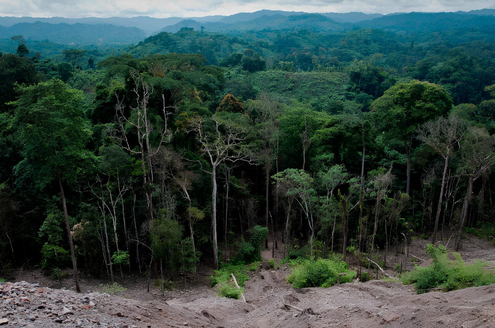The Congo Basin Amazon forest