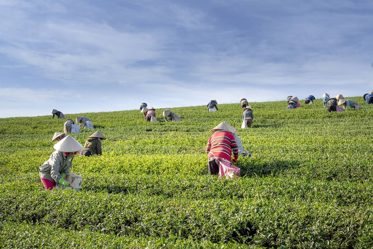 Women Farmers tea