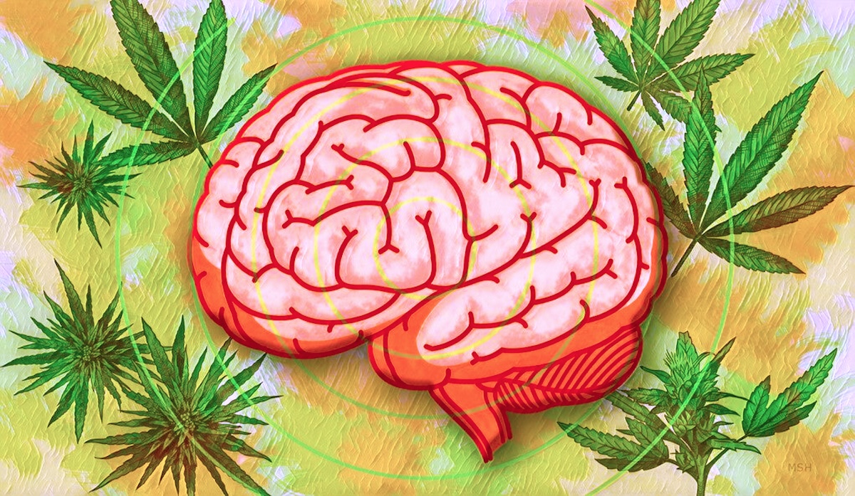 cannabis-brain effect