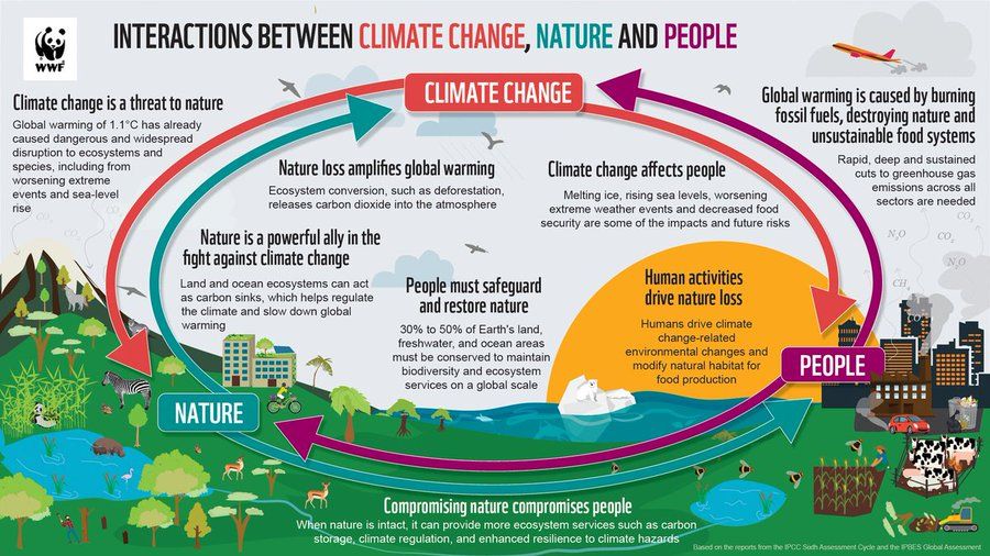 The impact of climate change on society and natural ecosystems. WWF