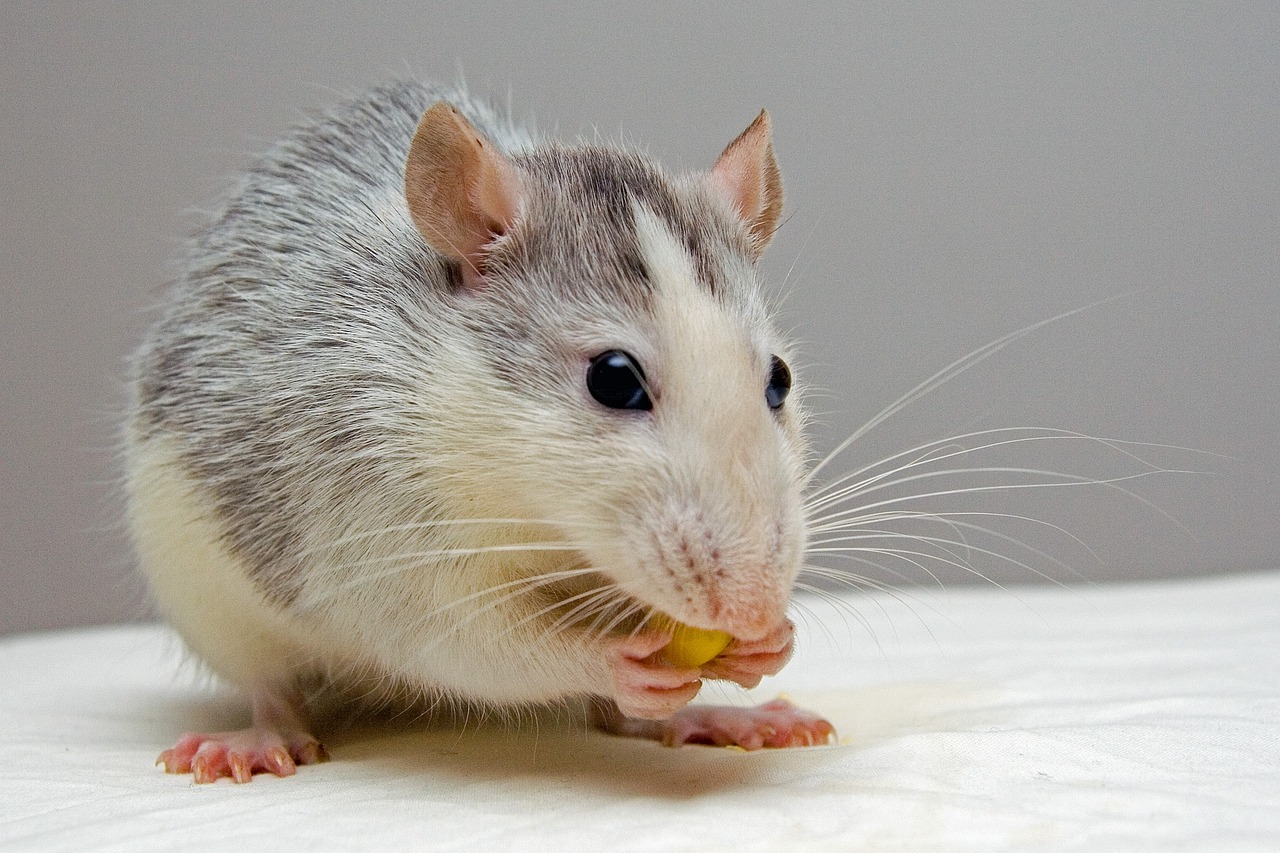 Rats Have an Imagination, Brain Research Reveals