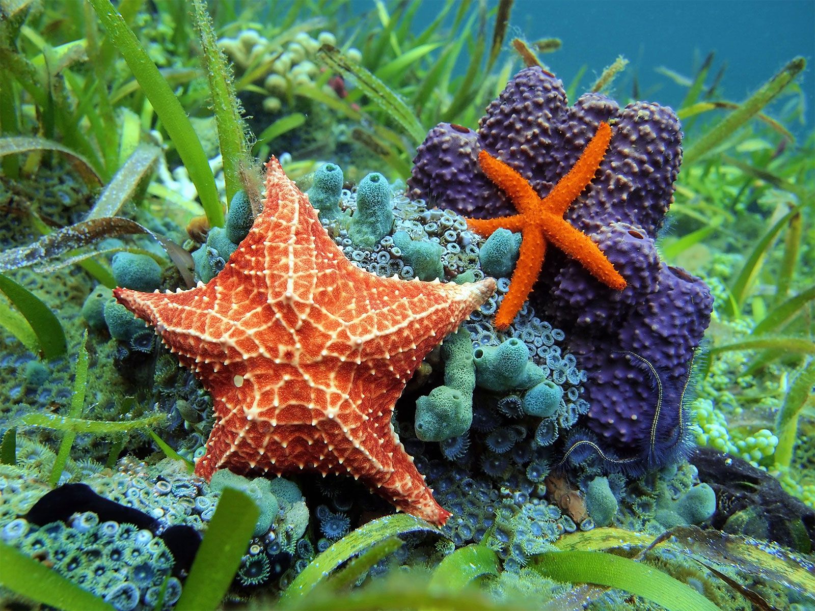 sea-stars-starfish-Caribbean-sea