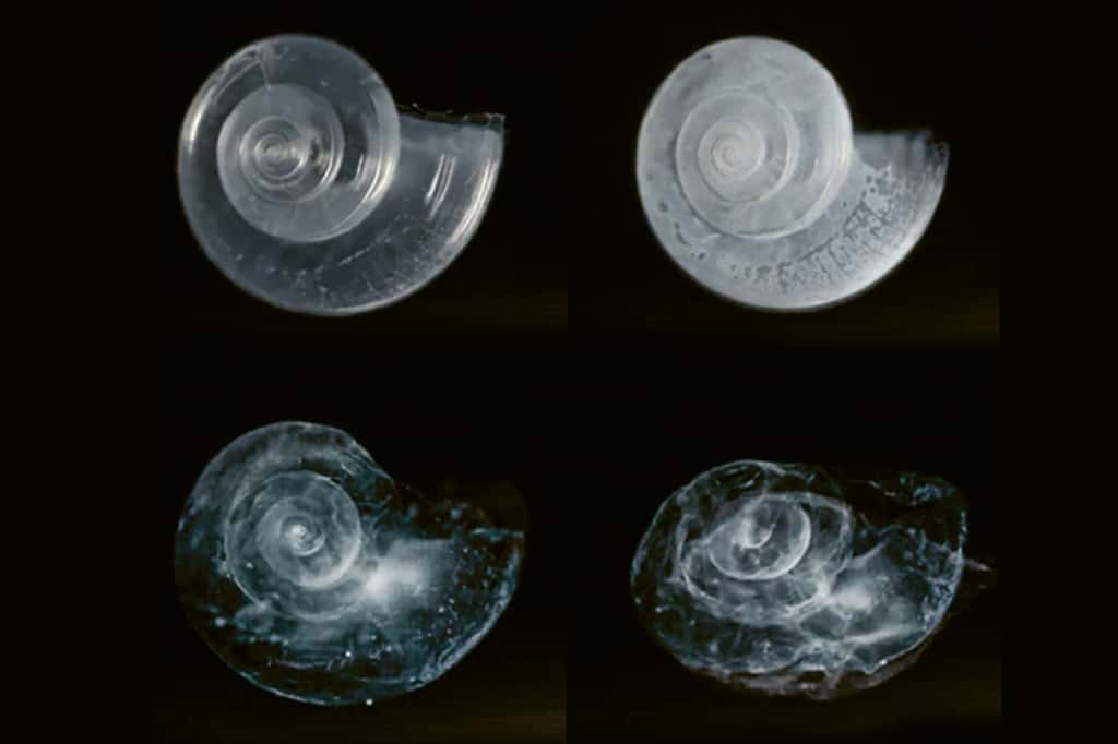 water acidity on a calcareous shell.