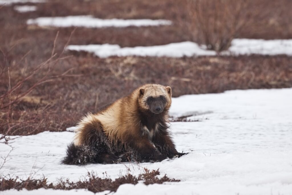 US Announces New Protections for Wolverines as Threatened Species