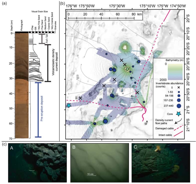 Around Hunga Tonga, the ocean floor is, in places, covered by 20 metres of eruption-related deposits. Images of the seafloor reveal the virtual absence of life, except in a few areas that have been protected from density currents. Seabrook et al, 2023, Nature communications