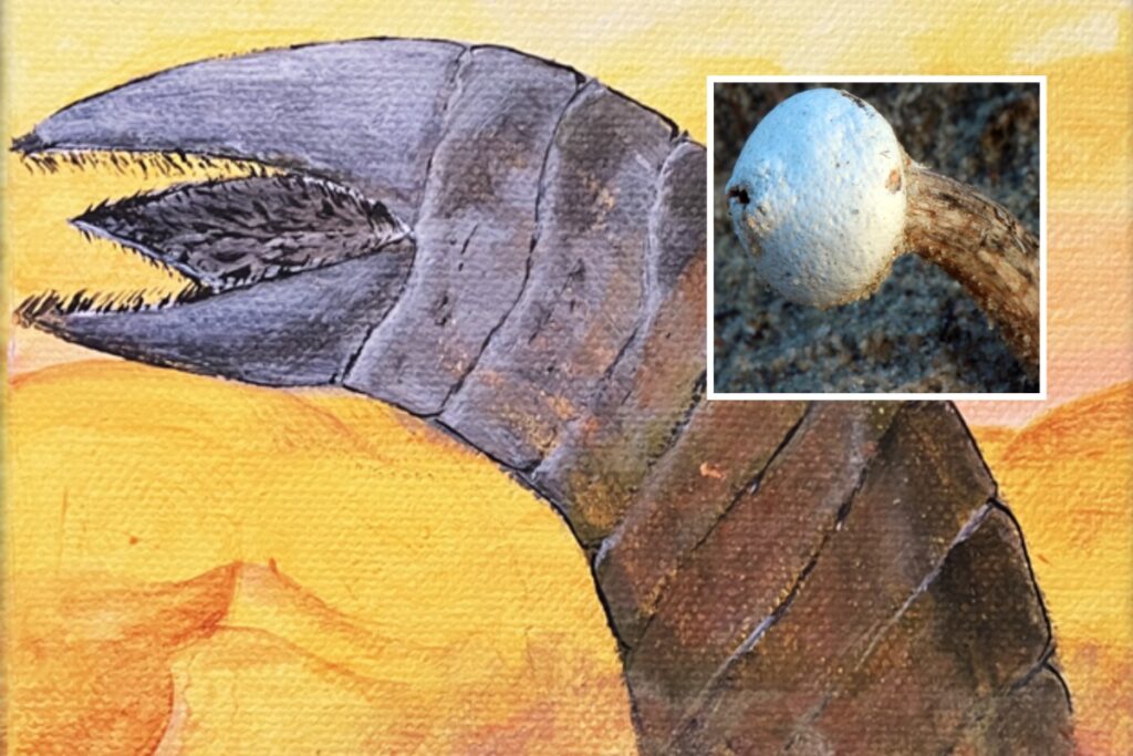 Scientists Discover Bursting ‘Dune Sandworm’ Fungus