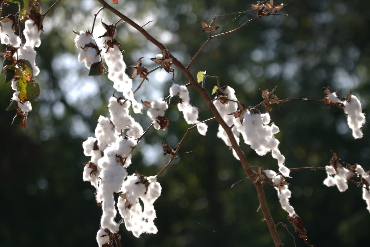 L’Histoire du Coton : Récit Scientifique et Archéologique